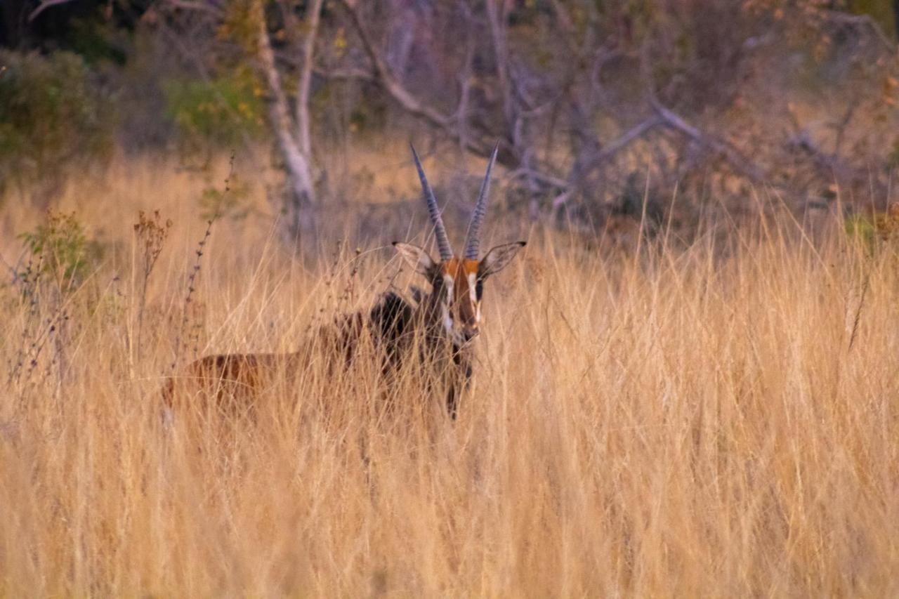 Fumani Game Lodge موديمول المظهر الخارجي الصورة
