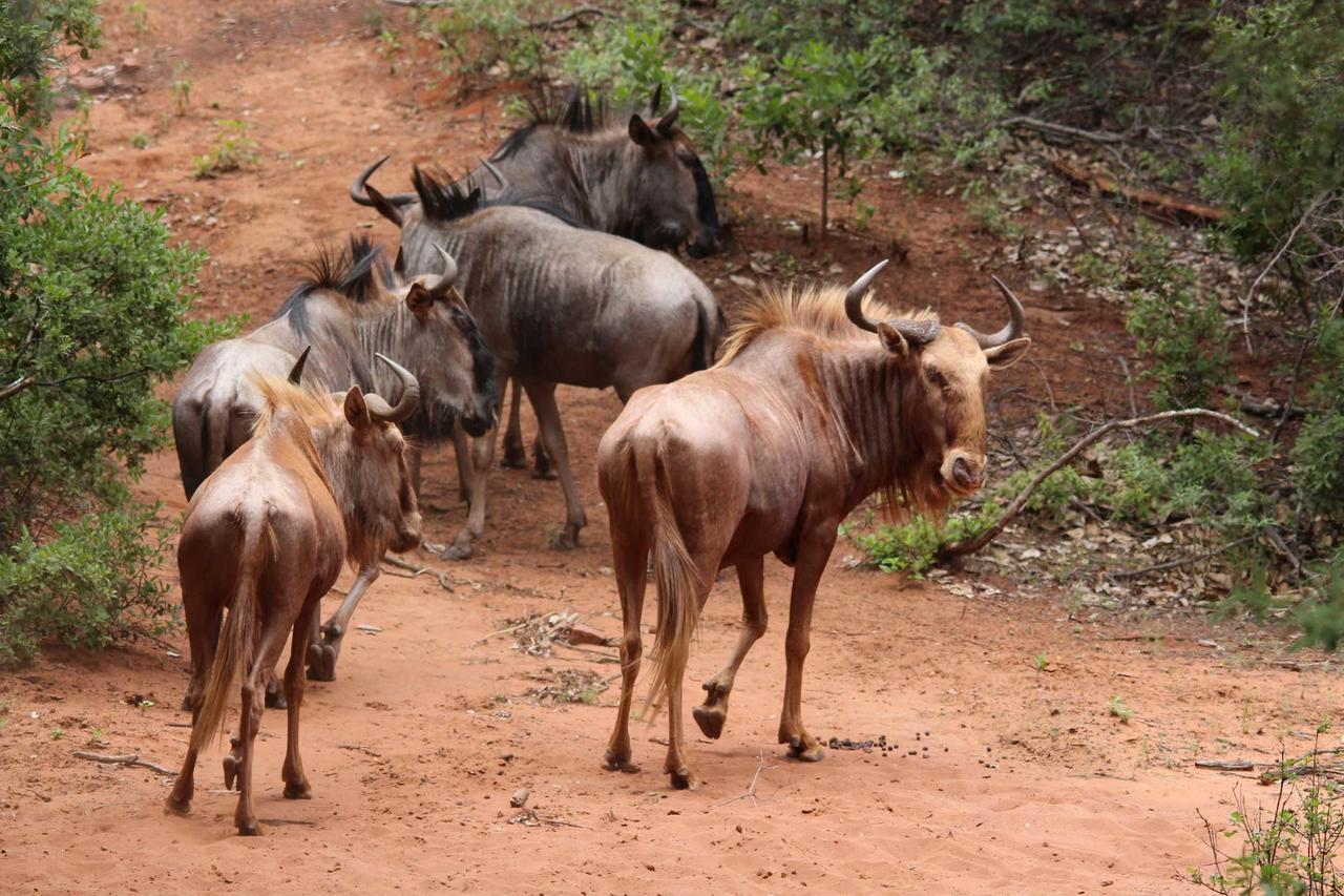 Fumani Game Lodge موديمول المظهر الخارجي الصورة